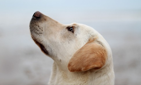 Novedades y revisión sobre la osteoartritis canina